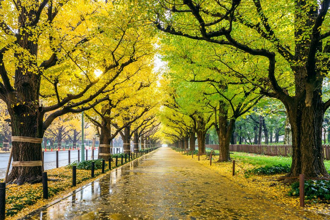 The Science Behind Ginkgo Biloba and Improved Brain Function by Wellify Times